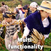 Multifunctionality