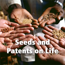 Seeds and Patents on Life