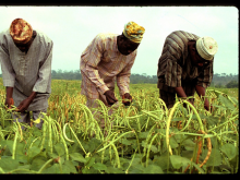 Bauern bei der Ernte: Wie soll ihr Zugang zu Land geschützt werden? (Foto: IITA/flickr)