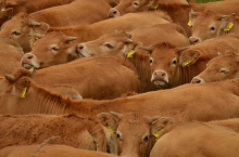 Fleisch und Milch: oft mit großen Unterschieden in der Ökobilanz (Foto: CC0)