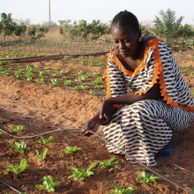 Tröpfchenbewässerung (Foto: ICRISAT/Flickr.com)