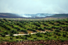 Indonesien: Rodung für Palmöl (Foto: Wakx/flickr.com)