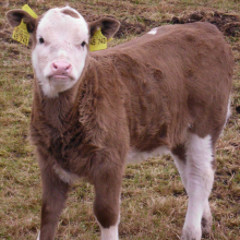 Gibt es noch: ein ganz normales Kalb (Foto: A. Beck)
