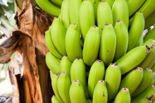 Oft mit Pestiziden: Bananen (Foto: CCO, stux, Pixabay)