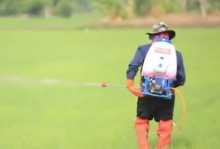 Mehr Nahrung oder Pestizide? (Foto: Farm Channel Thailand)