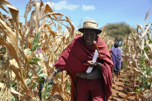 Bauer bei der Maisauswahl: Laut AGRA ist die Ablehnung von Gentechnik eine Farce (Foto: IITA/Catherine Njuguna)