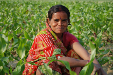 Die Förderung indischer Klein- bauern sieht das Gesetz nicht vor (Foto: DeFreese/CIMMYT)