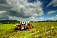Die Landwirtschaft ist Klima- sünder, bietet aber Potenzial für Einsparungen (Foto: David Yu)
