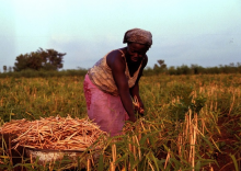 Bäuerin bei der Ernte (Foto: IITA Image Library)