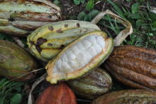 Biokakao in Bolivien (Foto: FiBL, Laura Armengot)