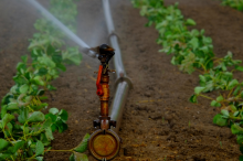 Abwasser als Alternative zur Bewässerung mit Trinkwasser?(Foto: CC0)