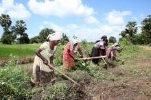 In einigen Ländern Südasiens arbeiten über 70% der Frauen in der Landwirtschaft (Foto: L. Nadaraja/World Bank)