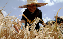 Kleinbauern ernähren die Welt (Foto: CCO/Pixabay)