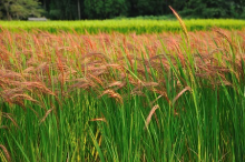 Roter Reis - bald verschwunden? (Foto: CC0)