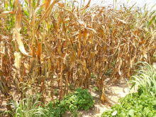 Hitzegeplagte Maispflanzen im Westen von Tennessee (Foto: CraneStation/flickr.com)