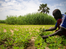 Ist es sinnvoll sein, in ein zwei Hektar zu investieren? (Foto: Abdullah Ampilan/Oxfam)
