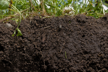 Gesunder Boden (Foto: NRCS Soil Health/flickr.com)