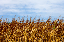 Der Landwirtschaft drohen häufigere und längere Hitze- wellen (Foto: Tom Woodward)