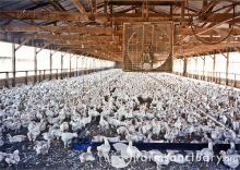 Bessere Haltungsbedingungen, dafür weniger Antibiotika? (Foto: Farm Sanctuary)