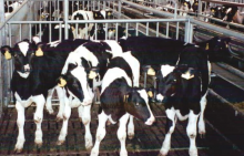 Das Klima und das liebe Vieh (Foto: Compassion in World Farming/Flickr.com)