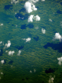 Algen auf der Ostsee vor Schweden (Foto: jurvetson)