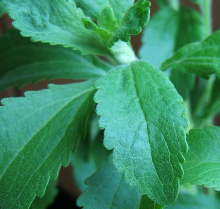 Begehrte Stevia-Pflanze (Foto: tJj hebam 3000/Flickr.com)