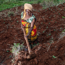 Terrassen helfen gegen Erosion (Foto: Georgina Smith/CIAT)