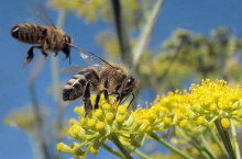 Fleißige Bienen bei der Arbeit (Foto: Jack Wolf/flickr.com, http://bit.ly/1VUQfBx, https://creativecommons.org/licenses/by-nd/2.0/)