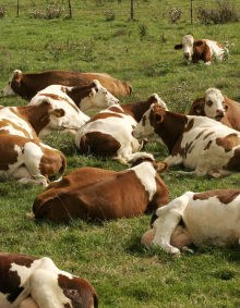 Bio - Gut für die Tiere, gut für die Wirtschaft!