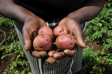 Ein GFP-Projekt will die Kartoffel nach Kenia bringen (Foto: Neil Palmer/CIAT)