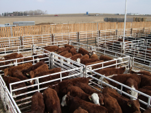 Viel Vieh auf wenig Raum (Foto: Cattle pens, RT Peat, bit.ly/RTpeat, bit.ly/2CCBYNCND20)