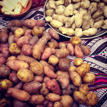 Kartoffelvielfalt aus den Anden (Foto: Luigi Guarino/flickr)