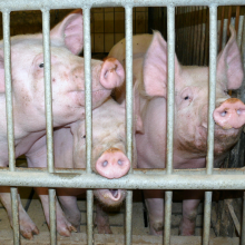 Weniger Antibiotika? (Foto: Stefan Schwarz/pixelio.de)