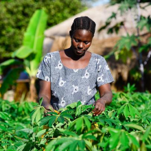 Kleinbäuerin in Tansania (Foto: Neil Palmer/CIAT)