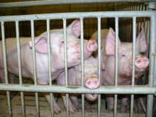 2016: 59,3 Millionen Schweine geschlachtet (Foto: Stefan Schwarz/Pixelio.de)