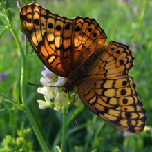Die Zahl der Schmetterlinge nahm im Schnitt um 30% ab (Foto: Evan Leeson/Flickr)