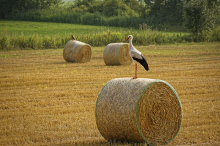 Wohin steuert die deutsche Landwirtschaft? (Foto: Andreas Wienemann/Flickr.com)