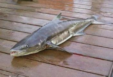 Statt Krabben und Krebs soll der Königsfisch künftig Soja und Mais vertilgen (Foto: wikimedia commons)