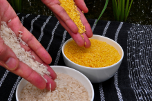 Goldener und weißer Reis (Foto: IRRI Photos)