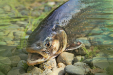 Kein Patent auf Fische! (Foto: CC0)