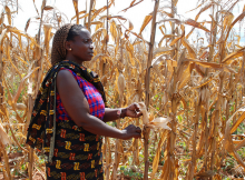 Dürregebeutelter Mais (Foto: Anne Wangalachi/CIMMYT)
