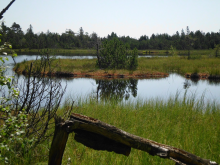 Hochmoor: Habitat für Tiere und Pflanzen (Foto: A. Beck)