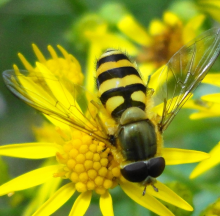 Wildbienen werden seltener (Foto: Mick Talbot/Flickr.com)