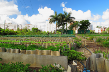 Urbane Landwirtschaft und kürzere Versorgungsketten sollen die Städte ernähren (Foto: Melody Breaker/flickr)