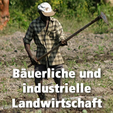 Bäuerliche und industrielle Landwirtschaft